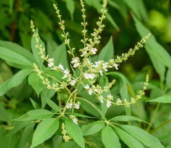 Nochi/nirgundi (chaste tree) live plant (B0DFHG4H7B) Amazon Price History, Amazon Price Tracker
