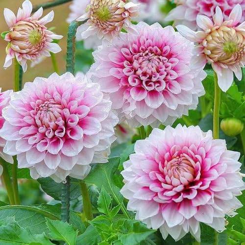 8 pezzi dalia tubercoli resistenti perenni - balcone resistenti bulbi temprana, bulbi primavera