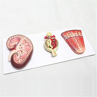 ZMX Medical Anatomical Human Organs Kidney Nephron and Glomerulus Model - Urinary System Anatomical Structure Model Glomerular Model - for Teaching Study
