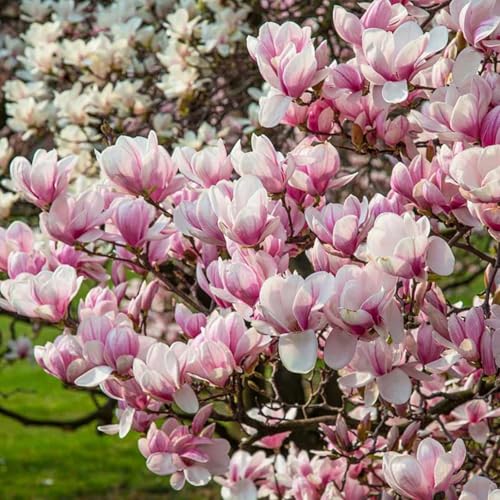 10 Seeds Mixed Magnolia Flower Seeds Fragrant Tree Perennial Ornamental Plant Shrub Fragrant Cut Flowers Attracts Birds & Butterflies Garden Outdoor