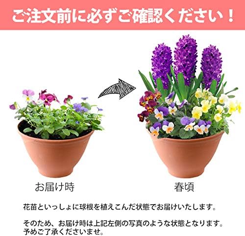 Amazon 花由 春のお楽しみ 隠し球根 3種の球根から選べる寄せ植え ヒヤシンス 12月25日までのお届け 観葉植物 オンライン通販 Amazon 花由 春のお楽しみ 隠し球根 3種の球根から選べる寄せ植え ヒヤシンス 12月25日までのお届け 観葉植物 オンライン通販