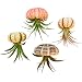 Bliss Gardens 4 pc Hanging Air Plant Jellyfish Set/Includes Air Plants, Shells and Gift Box