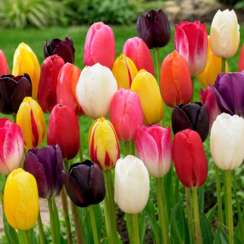 Bulbos de Tulipanes – Mezcla de Primavera - 25 Bulbos de Flores Exterior