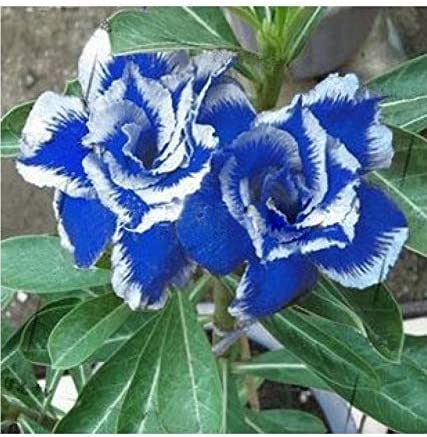 Mitraee 2 Blue White Desert Rose Adenium Flower Seeds #TOP1