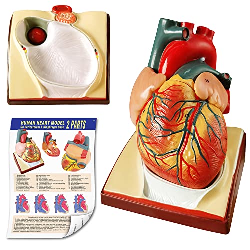 Image of Human Skeleton Model,Heart Models-Best Anatomy Model Bundle Set of 3 Hands-on 3D Model Study Tools for Medical Student or as Educational Kit