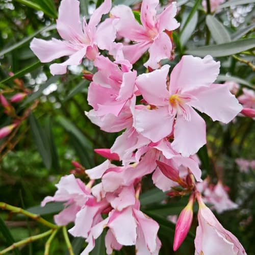 semillas de adelfa, semillas de Adelfa Nerium, jardín rocas aire libre Decoración para exteriores jardín para exterior 25pcs