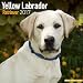 Yellow Lab Calendar 2017 - Yellow Labrador - Dog Breed Calendars - 2016 - 2017 wall calendars - 16 Month by Avonside