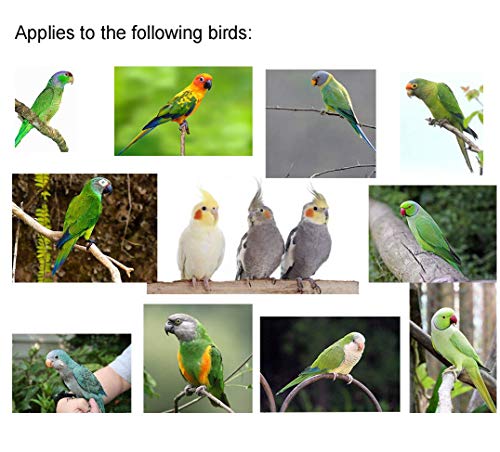 Vanfavori Adjustable Bird Harness With 80 Inch Leash, Outdoor Flying Training Rope Kit For Bird Parrots S Size Weight 75-110 Grams, One Piece(Colors May Vary) #TOP7