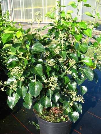 Strauch Efeu Hedera helix Aroborscens 80 cm hoch im 10 Liter Pflanzcontainer