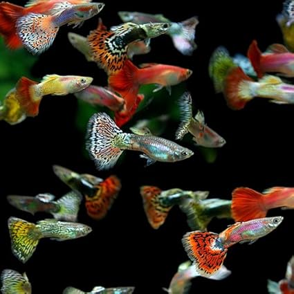 新品 熱帯魚 生体 オススメ ミックスグッピー 外国産 約3cm 50ペア 水槽 熱帯魚 観賞魚 飼育 生体 通販 販売 春バーゲン Www Iacymperu Org 新品 熱帯魚 生体 オススメ ミックスグッピー 外国産 約3cm 50ペア 水槽 熱帯魚 観賞魚 飼育 生体 通販 販売 春バーゲン Www Iacymperu Org
