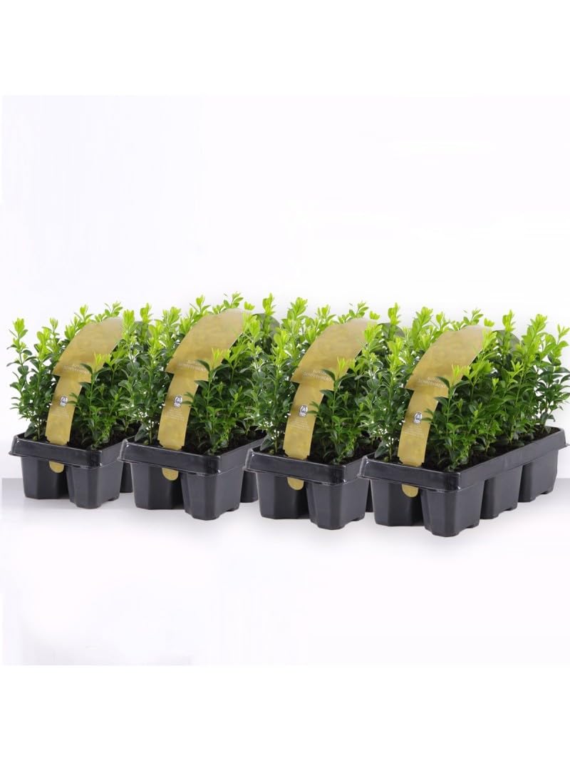 Bosso "Buxus microphylla Faulkner" 24 piante da siepe sempreverde in vaso bio ø9 cm Vivaio di Castelletto