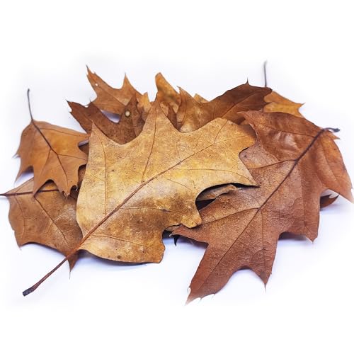 Generisch Eichenblätter 10 STK. - Aquarium/Terrarium Laub als Versteck & Dekoration für Garnelen, Schnecken, Krebse & Welse | braune getrocknete Blätter für Wasserpflege