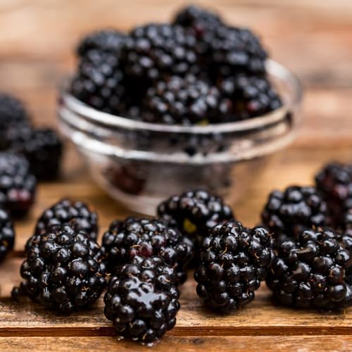 semillas de mora silvestre fresca, resistentes para balcones, zarzamora en resistentes al aire libre, interior 60pcs