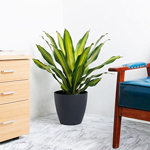 Pots de fleurs pour plantes grasses avec indicateur d'eau T4U, lot de 4 - 3