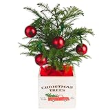 Costa Farms Live Charlie Brown Christmas Tree, 10 to 12-Inches Tall, Ships Fresh From Our Farm, Great as Holiday Gift or Christmas Decoration