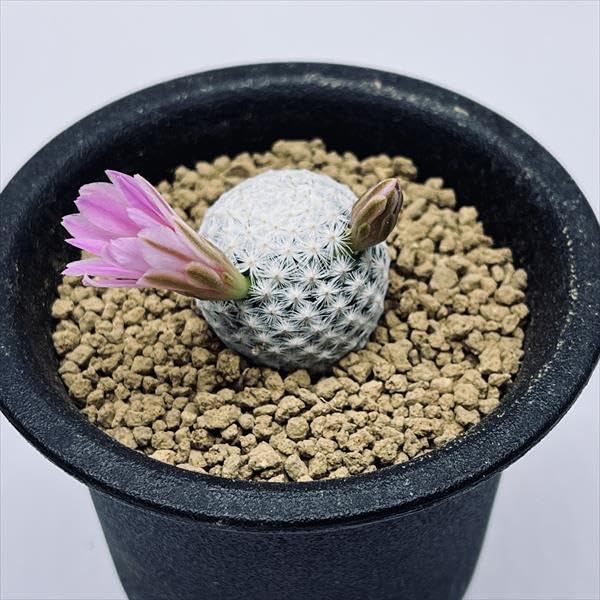 Amazon｜サボテン：マミラリア 白鳥*S｜観葉植物 オンライン通販
