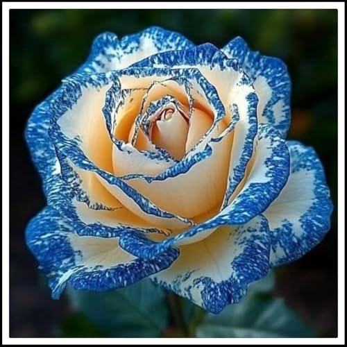 Resistente al frío - Raíces de rosas - Vertical - Decoración paisajística para terraza y jardín - /【CXXFGFT】.-1 rizoma-C