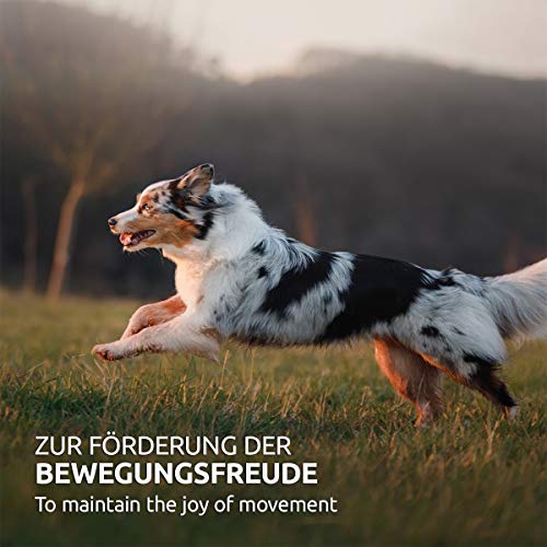 AniForte Gelenk Snack für Hunde 300g mit Grünlippmuschel für die Gelenke, hoher Hühnchen Fleischanteil, Funktionssnack getreidefrei statt Gelenktabletten für Knochen & Gelenke