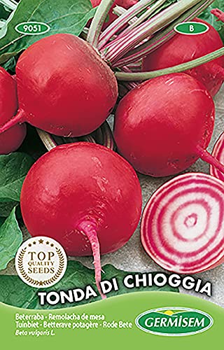 Betterave Potagère Tonda di Chioggia Red