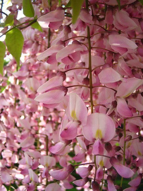 Glicine Wisteria "Brachybotrys Showa Beni" pianta innestata rampicante in vaso 9x9 cm Vivaio di Castelletto