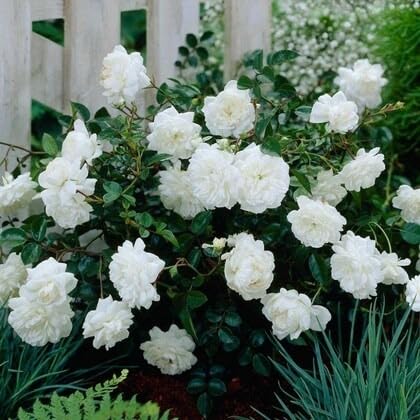 Image of Grafted White Climbing Rose Live Plant with Pot | Hybrid Double Petal Flowering Rose Plant for Home Garden Balcony Terrace | Fragrant Rose Creeper Plant a€ inch Pack of 1