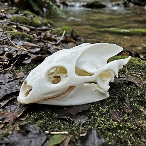 Image of Taxidermy Real Animals Skull Decor - Model Animals Bones Specimen,Taxidermy Supplies for Science Education,Collection (Turtle)