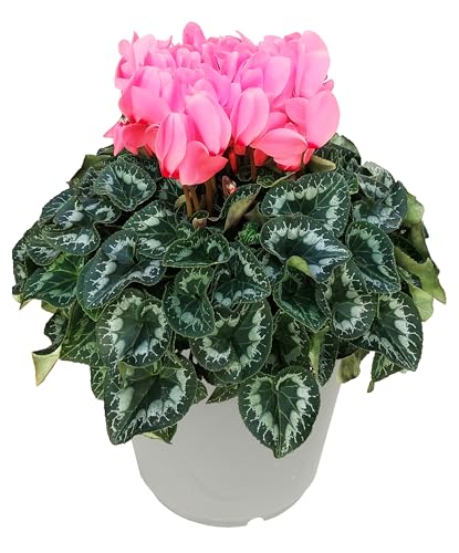 Ԃ̃Mtg VN Mtg v[g  A  a 7 sN V[xg