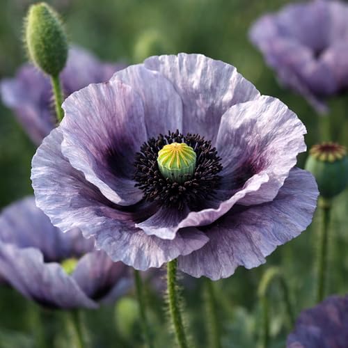 Mohn Amazing Grey Papaver rhoeas 200 Samen