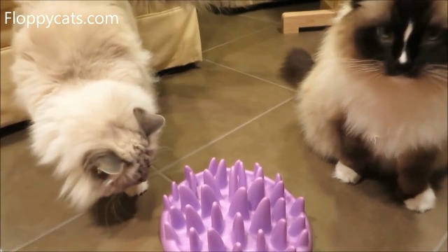 The Company of Animals CATCH Interactive Feeder on Amazon Live