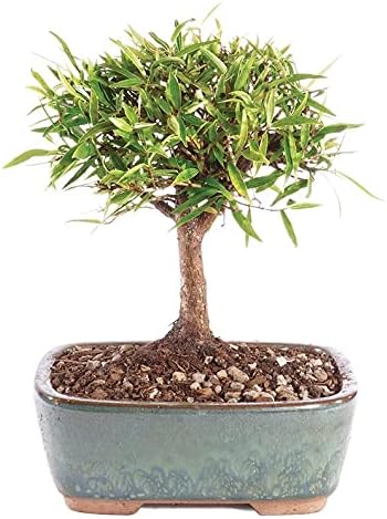 From You Flowers - Macetero Ficus Bonsai de hoja estrecha con maceta gratis (planta fresca), cumpleaños, aniversario, recuperarse, condolencias,