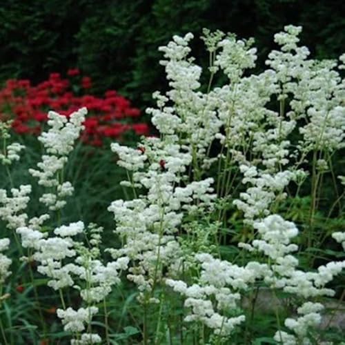 Semillas de reina de los orgánicas, cobertura del suelo de jardín jardín orgánicas 300pcs