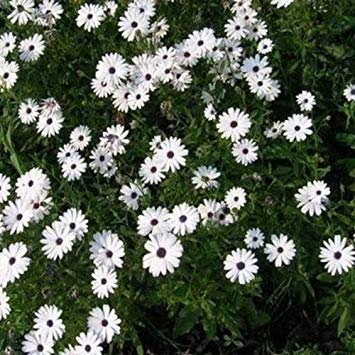 Graines De Marguerite Africaine Blanche