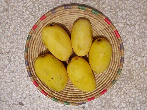 See full amazon price history chart for Mphmi Chausa Mango Plant- Hardoi, Uttar Pradesh Mango Plant Mphmi Chausa Mango Plant- Hardoi, Uttar Pradesh Mango Plant (B08T5TRSSF) Amazon Price History, Amazon Price Tracker