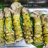 semillas de wasabi - semillas de invierno Eutrema wasabi, orgánicas regalos 100pcs