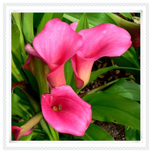 Flores para todo el año,Plantas elegantes, Bulbos de Cala para Todo el Año - Flores Elegantes y Versátiles,Bulbos de Cala,Decoración natural -8 bulbos-D