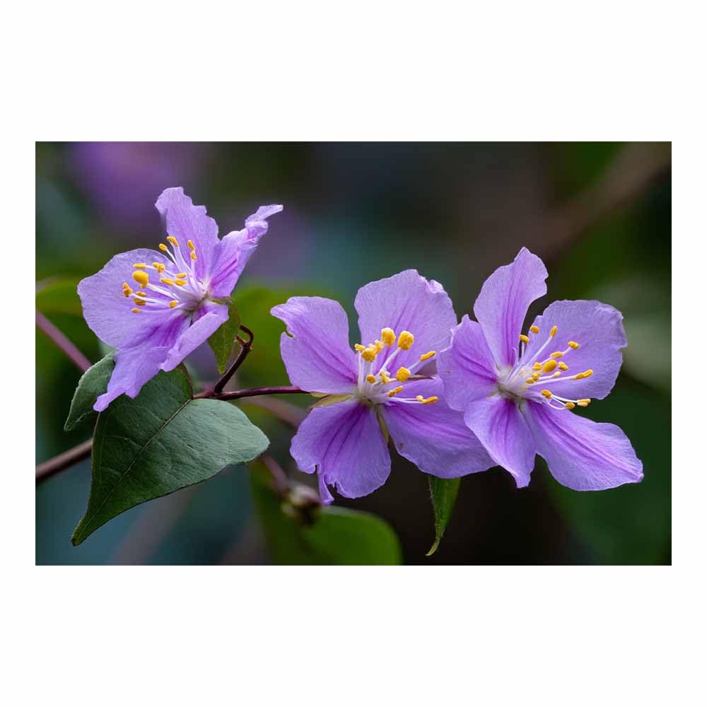 ZAMAEIU Landscape Wall Art Clusters of purple flowers Modern Canvas Print On Artwork, Suitable for living room, bedroom, for Kids Room Decoretc.(Purple;)-80x120cm Unframed