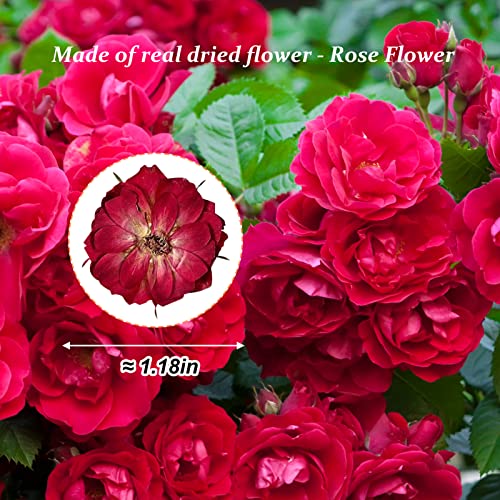 Flores secas de rosa prensadas para manualidades 60 piezas miniatura 2