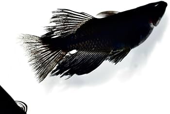 Amazon.co.jp: Medaka Asuka Orochi Real Long Fin Medaka Medaka 10