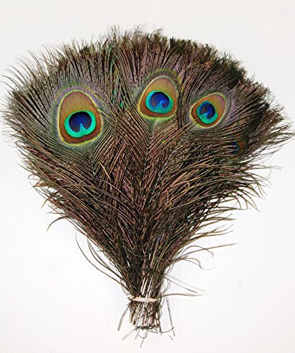 15 Pcs Natural Peacock Feathers 10