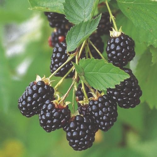 BlackBerry (Rubus) Navaho – Thornless Upright Fruit Bush with Sweet Juicy Berries, Perfect for Gardens & Allotments – Mid-Season Harvest – 1X 2 Litre Pots by Thompson and Morgan