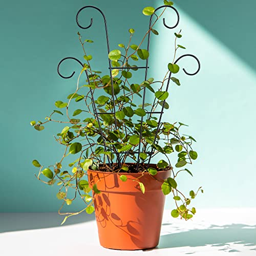 Keebgyy Gartenklettergerüst, Gurkenspalier für Den Garten, Rankgitter für Topfpflanzen, Mini-Gartenspalier für Kletterpflanzen, Stapelbares Pflanzenspalier, Gartenklettergerüst für Den Innen- und(#1)