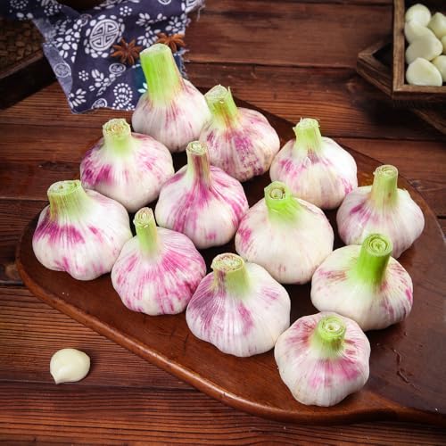 Semillas de ajo resistentes: plante semillas de ajo, Jardín decorativo, de rápido crecimiento. macetas, de jardín Camas elevadas para el jardín, 300pcs