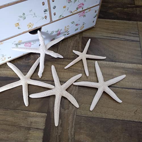 Coquillages artisanat et étoile de mer pour cadeaux d'invités et fêtes
