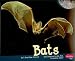 Bats (Nocturnal Animals)
