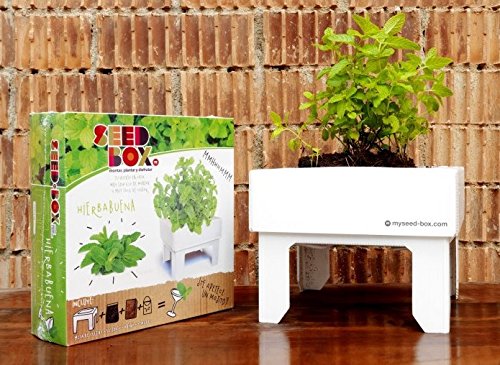 SeedBox SBCUHB-Hierba Buena: Amazon.es: Jardín