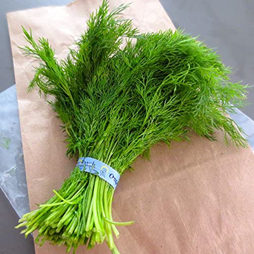 GARDENIFY INDIA DILL HERB SEEDS (50 SEEDS/PACKET) (B094GGGZJK) Amazon Price History, Amazon Price Tracker