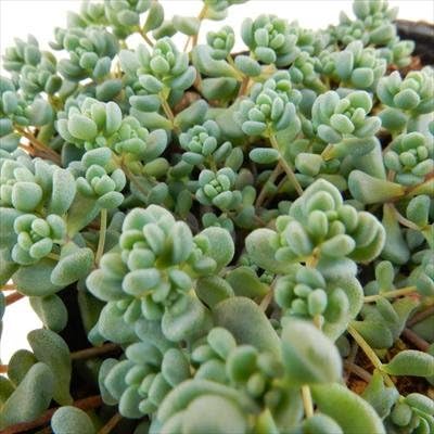 Amazon 多肉植物 Seセダム 大型姫星美人 ダシフィルムリファレンス パープルヘイズ 多肉植物 観葉植物 オンライン通販