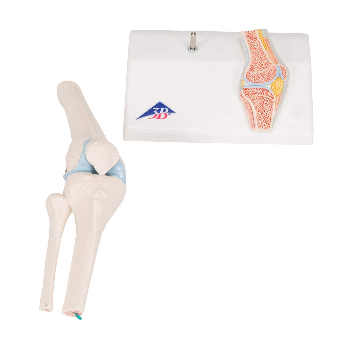 3B Scientific A85/1 Mini Knee Joint w/ cross sec of bone on base - 3B Smart Anatomy