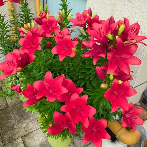 Lily Bulbs, Formal Garden, Symmetrical Design, Classic Flower, Timeless Appeal 5pcs