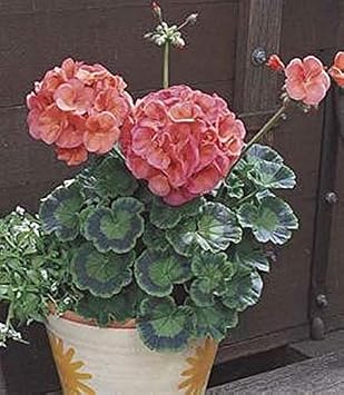 Geranium Zonal Maverick Series Coral Seeds